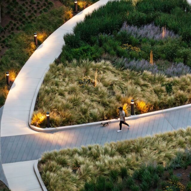 Designed to thrive at 65 feet in the air, the three-acre, on-structure park at Carlyle Crossing carefully considered the physical strain of the park on the buildings and plants that would flourish at a higher altitude. Lightweight soil minimized stress and native plants and ornamental grasses, which comprise 85% of the planting palette, encourage longevity and lower maintenance. Learn more at the link in bio. #LDProjects